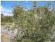 Lot 205 Altmann Street, Moculta SA 5353
