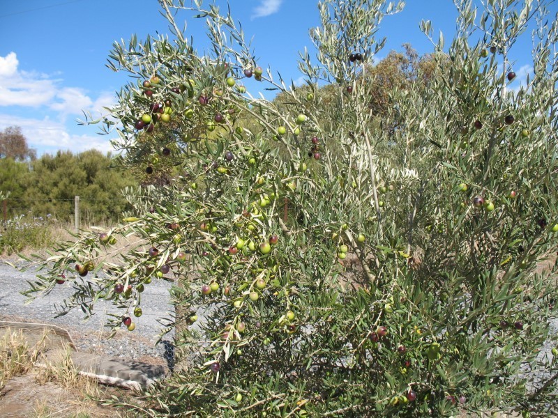 Lot 205 Altmann Street, Moculta SA 5353