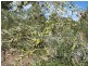Lot 205 Altmann Street, Moculta SA 5353