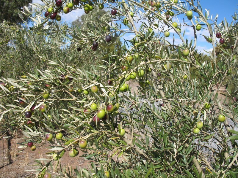 Lot 205 Altmann Street, Moculta SA 5353