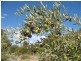 Lot 205 Altmann Street, Moculta SA 5353