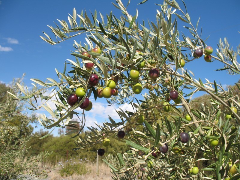 Lot 205 Altmann Street, Moculta SA 5353