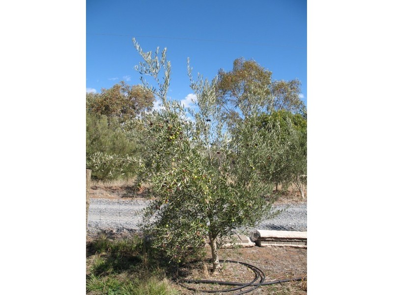 Lot 205 Altmann Street, Moculta SA 5353
