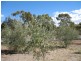 Lot 205 Altmann Street, Moculta SA 5353