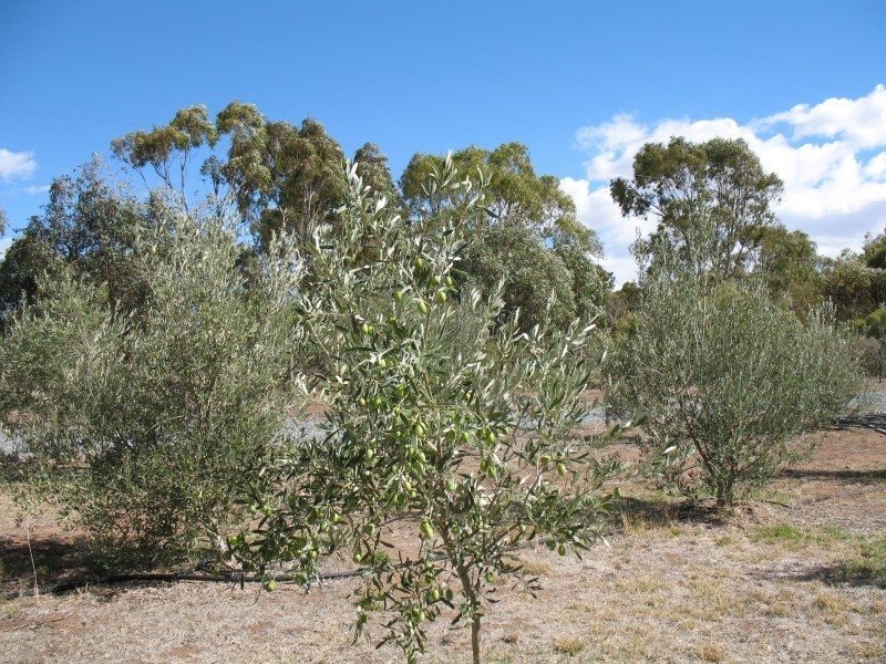 Lot 205 Altmann Street, Moculta SA 5353