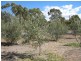 Lot 205 Altmann Street, Moculta SA 5353