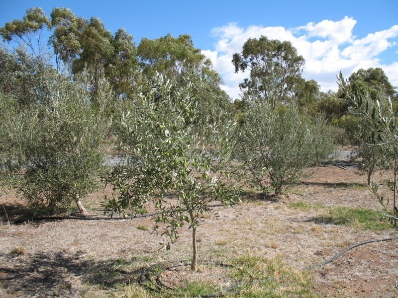 Lot 205 Altmann Street, Moculta SA 5353