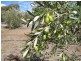 Lot 205 Altmann Street, Moculta SA 5353