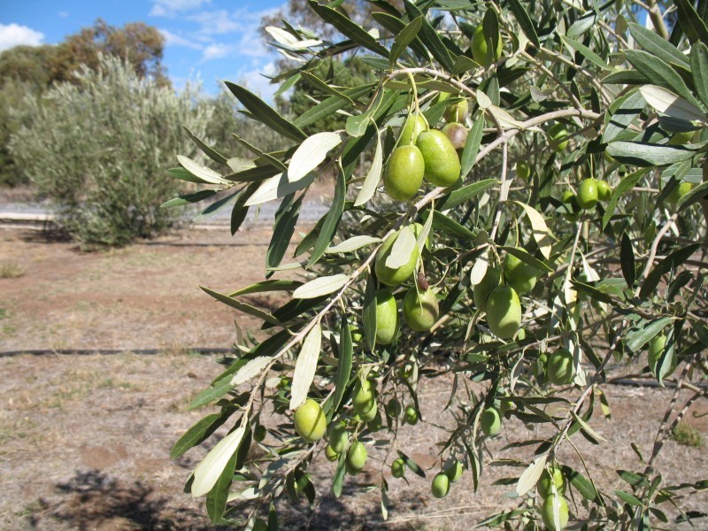 Lot 205 Altmann Street, Moculta SA 5353