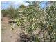 Lot 205 Altmann Street, Moculta SA 5353