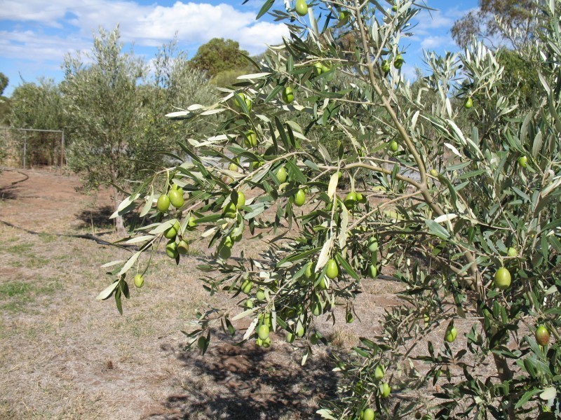 Lot 205 Altmann Street, Moculta SA 5353