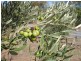 Lot 205 Altmann Street, Moculta SA 5353