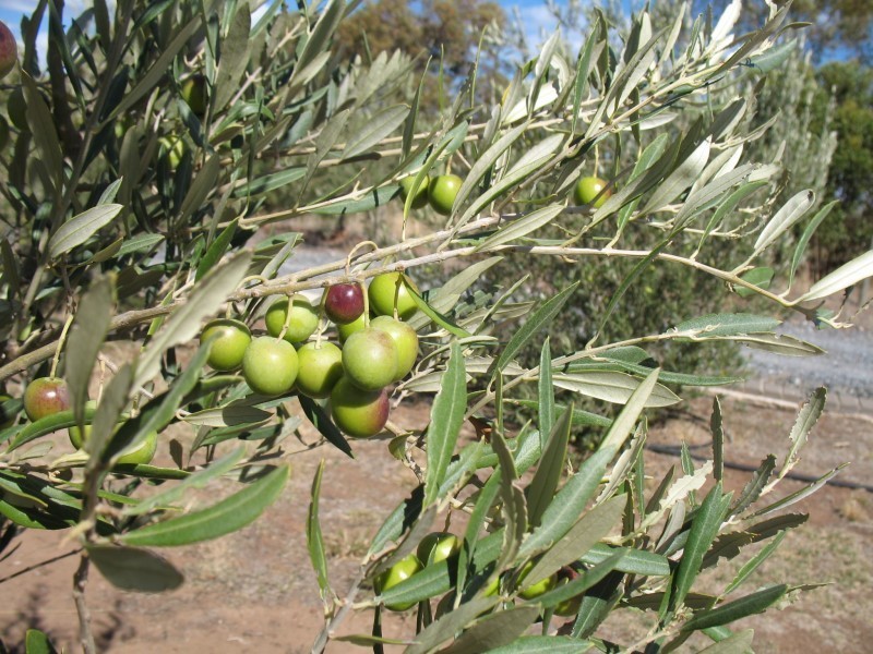 Lot 205 Altmann Street, Moculta SA 5353