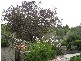 1c Murray St, Tanunda SA 5352