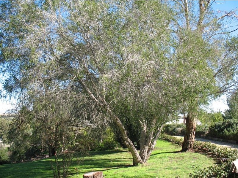 1c Murray Street, Tanunda SA 5352
