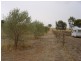 Lot 205 Altmann Street, Moculta SA 5353