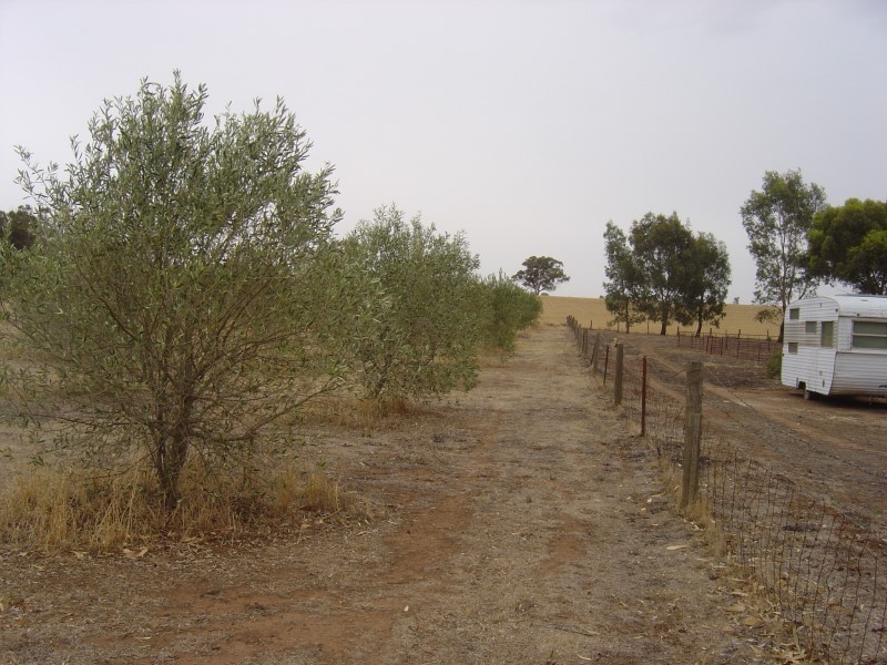 Lot 205 Altmann Street, Moculta SA 5353