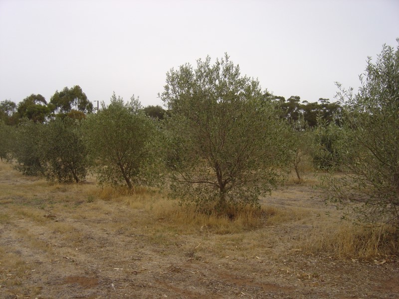 Lot 205 Altmann Street, Moculta SA 5353