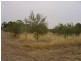 Lot 205 Altmann Street, Moculta SA 5353