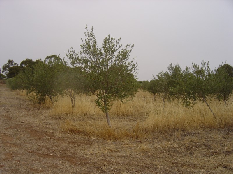 Lot 205 Altmann Street, Moculta SA 5353