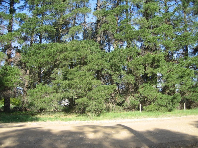 6 Sturt Road, Nuriootpa SA 5355