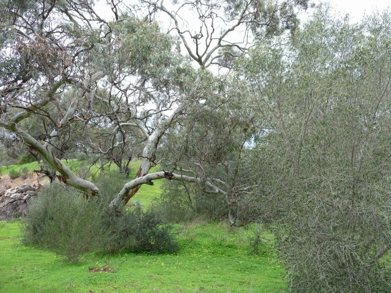 Lot 111 Mattschoss Road, Daveyston SA 5355