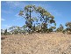 Sec 268 Hundred of Dutton, Truro SA 5356