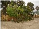 16 Gramp Avenue, Angaston SA 5353