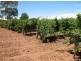 Lot 429 Penrice Road, Nuriootpa SA 5355