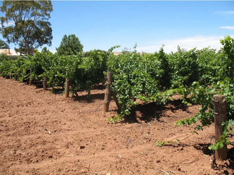 Lot 429 Penrice Road, Nuriootpa SA 5355