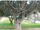 Lot 95 Washington Street, Angaston SA 5353