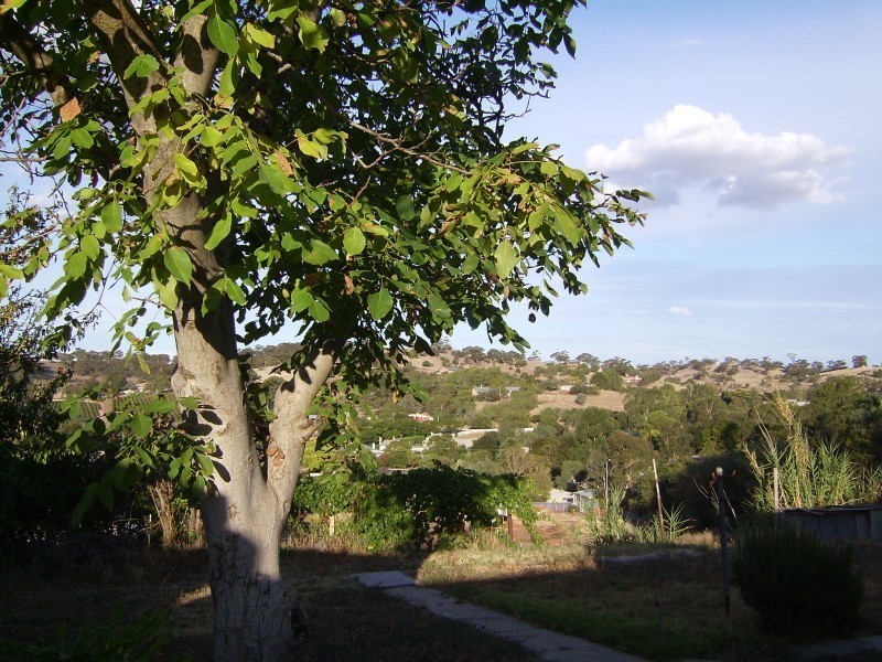 24 John Dallwitz Avenue, Angaston SA 5353