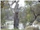 Lt 114-117 Blanchetown-Swan Reach Rd, Blanchetown SA 5357