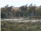 Lt 114-117 Blanchetown-Swan Reach Rd, Blanchetown SA 5357