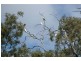 Lt 114-117 Blanchetown-Swan Reach Rd, Blanchetown SA 5357