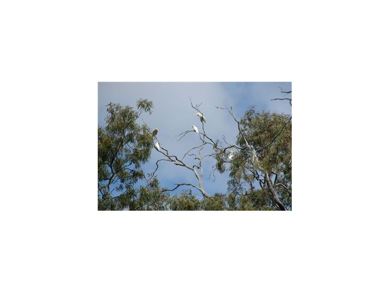 Lt 114-117 Blanchetown-Swan Reach Rd, Blanchetown SA 5357