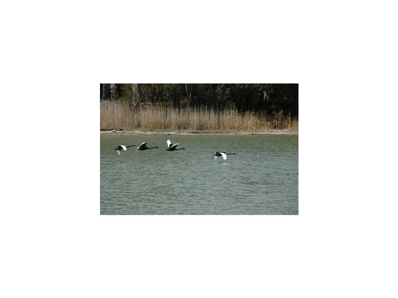 Lt 114-117 Blanchetown-Swan Reach Rd, Blanchetown SA 5357