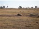 Lt 107-124 Sturt Highway, Blanchetown SA 5357
