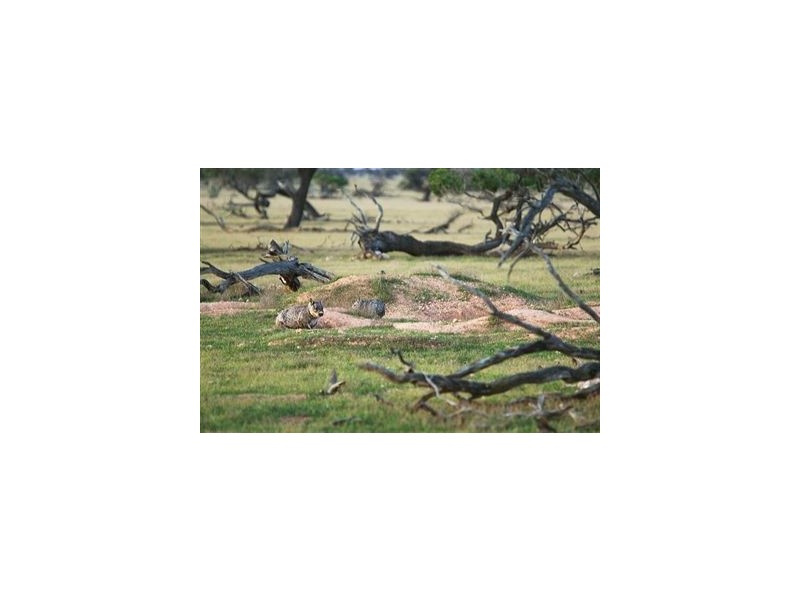Lt 107-124 Sturt Highway, Blanchetown SA 5357