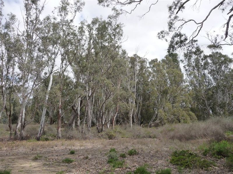 13 Lots Sturt Highway, Blanchetown SA 5357