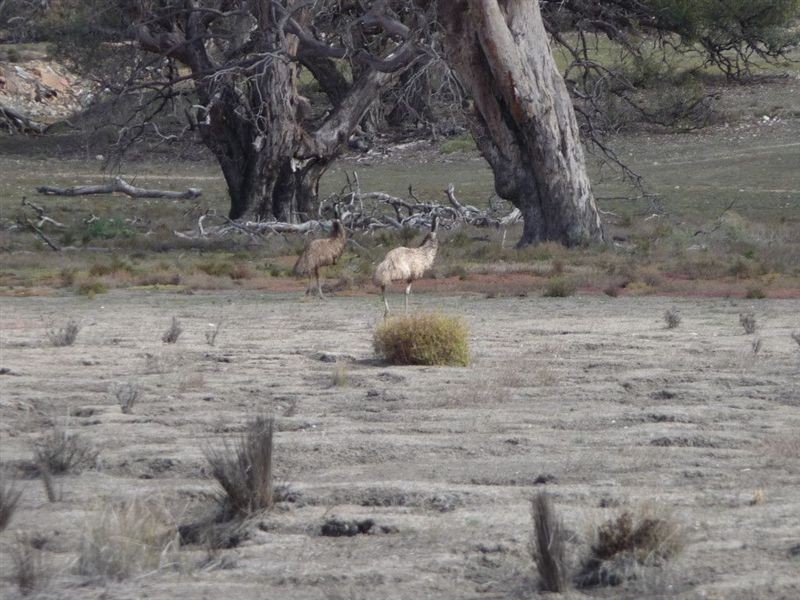 13 Lots Sturt Highway, Blanchetown SA 5357