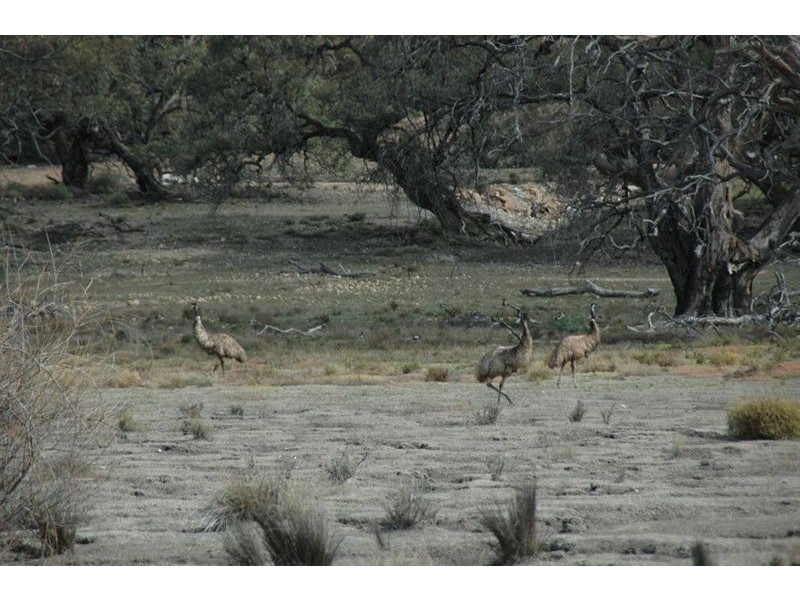 13 Lots Sturt Highway, Blanchetown SA 5357