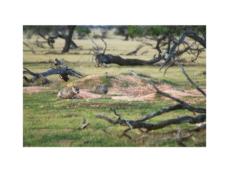 13 Lots Sturt Highway, Blanchetown SA 5357