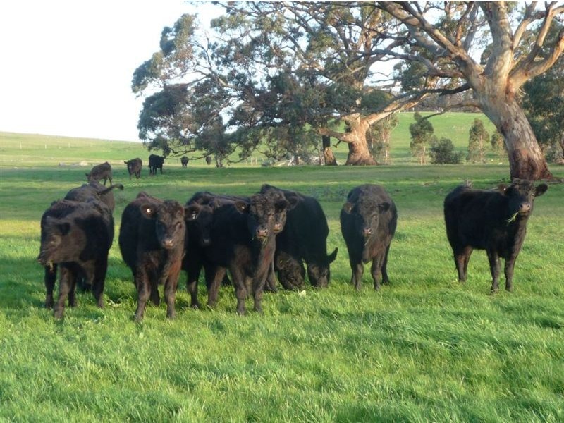 Lot 130 Keynes Road, Keyneton SA 5353