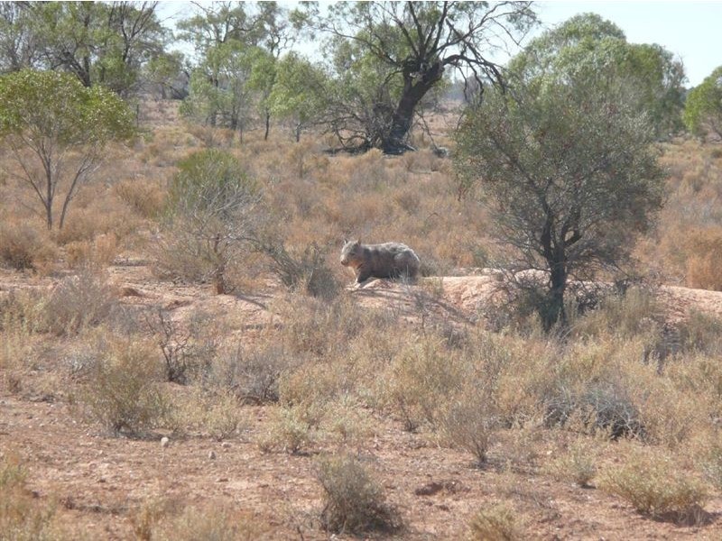 Lot 31 Park Road, Blanchetown SA 5357