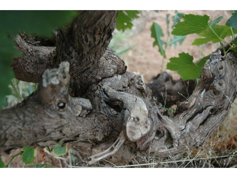 Lot 1 Victor Road, Greenock SA 5360