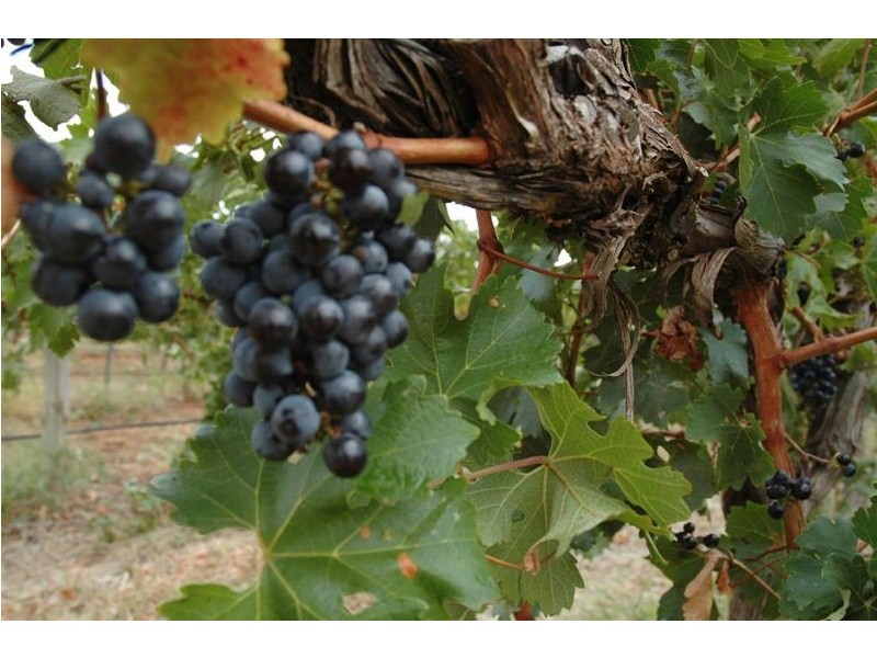 Lot 1 Victor Road, Greenock SA 5360