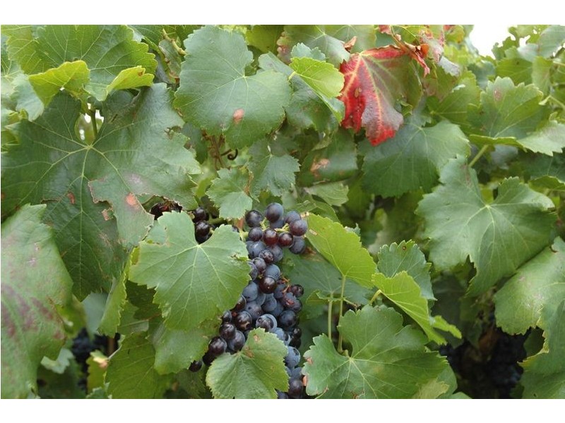 Lot 1 Victor Road, Greenock SA 5360