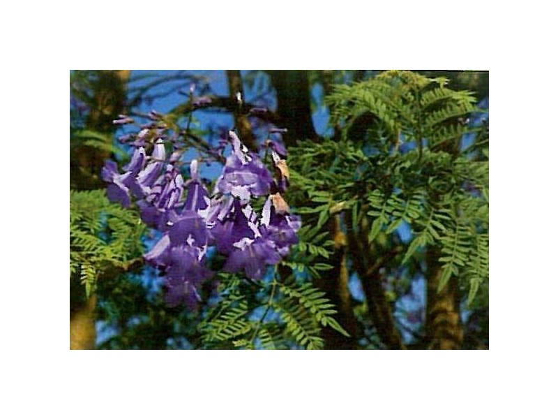 Lot 5 Gransbury Court, Angaston SA 5353