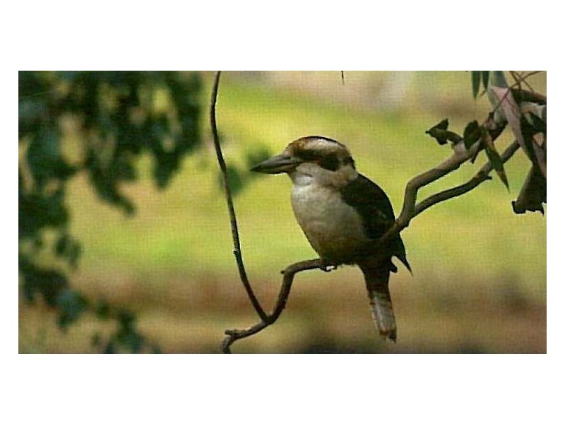 Lot 5 Gransbury Court, Angaston SA 5353